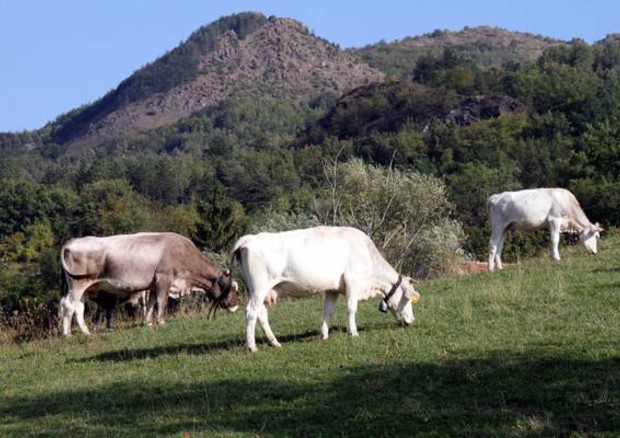 Covid: carne bovina, offerta nazionale -13,6% in 6 mesi © ANSA