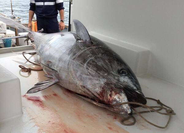 Pesca: Ue aumenta quota tonno rosso e tutele per le anguille