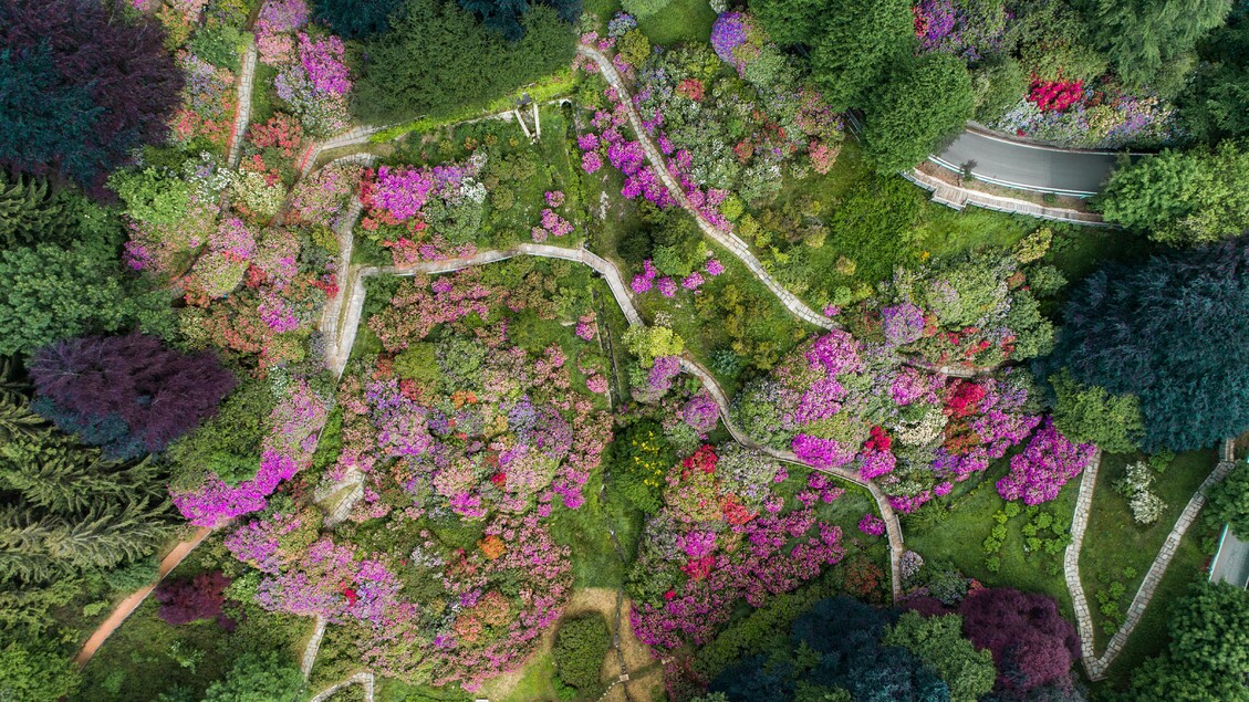 Passeggiate fiorite, l 'incanto della Conca dei Rododendri - RIPRODUZIONE RISERVATA