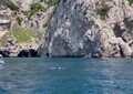 Danze e piroette nel mare di Capri, delfini sorprendono i turisti