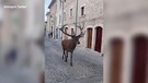 Civitella Alfedena, un cervo a spasso per le vie del borgo medievale(ANSA)
