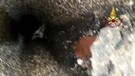 Roma, salvato un gattino intrappolato in una tubazione di un palazzo in zona Battistini (ANSA)