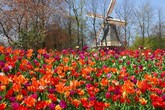 Ok Ue a Olanda per 650 milioni di aiuti ai suoi florivavisti (ANSA)
