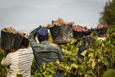 Migranti: fino a 80% manodopera illegale in campi Sud Italia (ANSA)