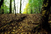 BANDO Piemonte: aiuti per lo sviluppo delle aree forestali (ANSA)