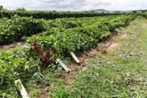 BANDO Veneto: Pagamenti per impegni agro-climatici ambientali (ANSA)