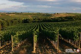 Toscana: da Artea 116 milioni a 32mila aziende agricole (ANSA)