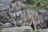 Eurocamera, "ridurre il grado di protezione dei lupi" (ANSA)