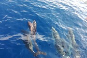 Branco delfini avvistato nel santuario Pelagos