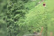 Cucciolo di orso con la zampa incastrata tra due alberi salvato in Trentino