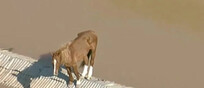 Alluvioni nel sud del Brasile, cavallo bloccato sopra un tetto