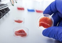 Esempio di carne coltivata in provetta a partire da cellule staminali di muscolo di bovino (fonte: università di Wageningen) (ANSA)