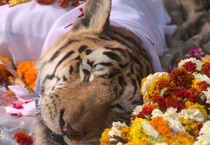 Una foto tratta dal profilo Fb Pench Tiger Reserve - Madhya Pradesh, India (ANSA)