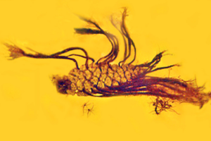 Prima testimonianza fossile della germinazione precoce. In questa pigna imprigionata nell'ambra 40 milioni di anni i semi hanno germoglianìto prima di lasciare il frutto (fonte: George Poinar Jr., OSU) (ANSA)