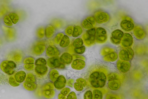 La nuova specie di alga microscopica chiamta Gormaniella terricola in onore della poetessa americana Amanda Gorman (fonte: Louise Lewis, University of Connecticut) (ANSA)