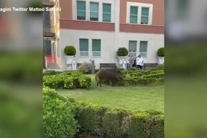 Due cinghiali passeggiano nei giardini dell'ospedale Villa San Pietro a Roma (ANSA)