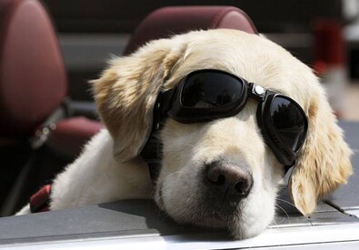 Un cane con occhiali (ANSA)