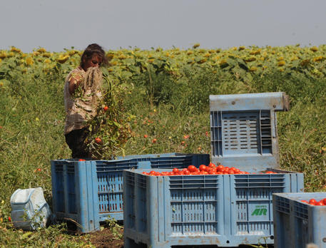Un migrante impegnato nela raccolta di pomodori © ANSA