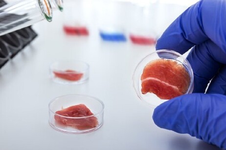 Esempio di carne coltivata in provetta a partire da cellule staminali di muscolo di bovino (fonte: università di Wageningen)