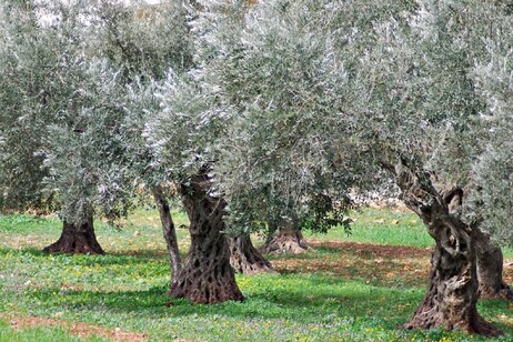 Agricoltura, un milione di olivi abbandonati nell'imperiese