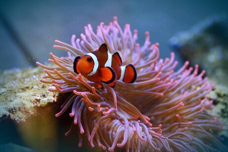 Un pesce pagliaccio nascosto in un anemone di mare (fonte: pixabay)