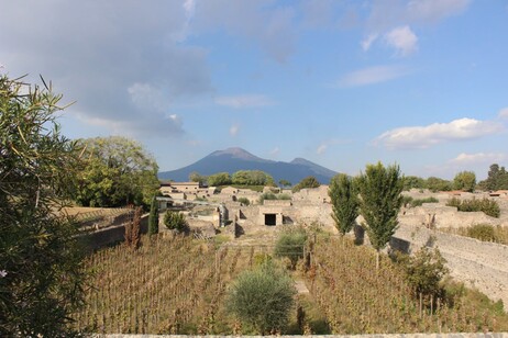 L'olio prodotto dal Parco archeologico di Pompei diventa Igp