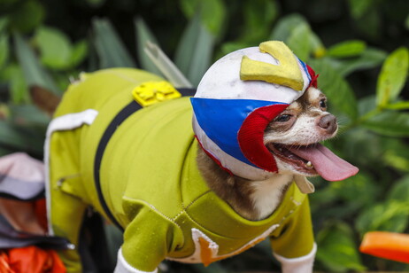 Pet fashion show held to mark World Animal Day in the Philippines