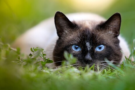 I gatti domestici sono in grado di catturare e mangiare più di 2.000 specie diverse (fonte: pixabay)