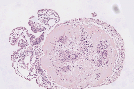 Un embrione di scimmia di 25 giorni coltivato in laboratorio, colorato in rosa (fonte: Zhai et al./Cell) 