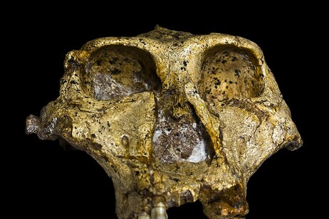 Un cranio di Paranthropus robustus trovato in Sud Africa (fonte: J. Braga e D. Descouens, Ditsong National Museum of Natural History, CC BY-SA 4.0)