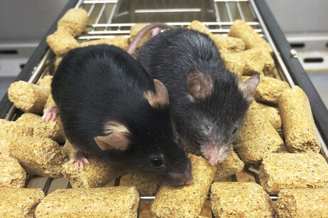 I topi della stesa età sui quali è stata sperimentata la tecnica di ringiovanimento basata sulla chimica. Il topo sulla destra è stato invecchiato del 150% (fonte:D. Sinclair, Harvard Medical School. 2023 Yang et al.)