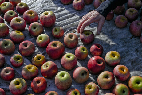 Parte la raccolta delle mele, il frutto più consumato