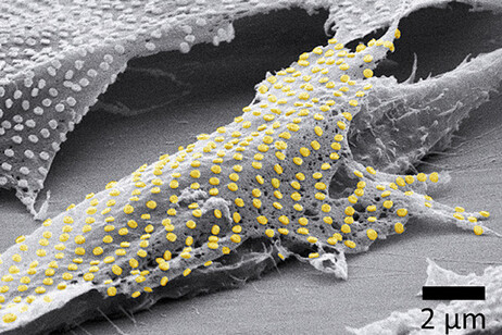 Il tatuaggio in oro su un fibroblasto vivente  (fonte:  Nano Letters, 2023, DOI: 10.1021/acs.nanolet