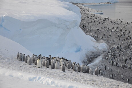 Scoperte in Antartide nuove colonie di pinguini Imperatore, che portano il numero totale a 66 (fonte: Christopher Walton)