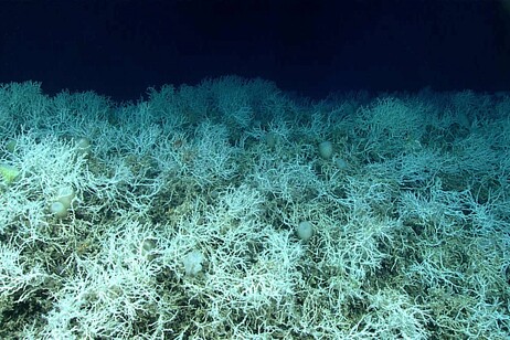 Un’immagine della Lophelia pertusa ripresa durante una spedizione al largo della Florida (fonte: NOAA Ocean Exploration, Windows to the Deep 2019)