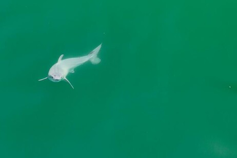 Un’immagine del cucciolo di squalo bianco avvistato in California (fonte: Carlos Gauna/The Malibu Artist)