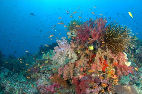 Una barriera corallina nelle acque poco profonde delle isole Fiji (fonte:  Chris Roelfsema)