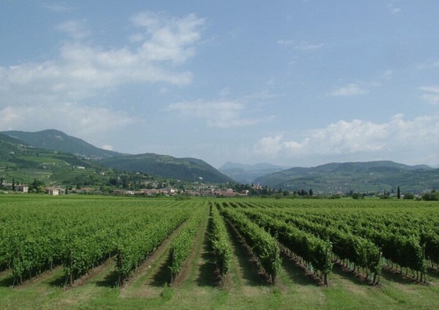 Vino: mercato Valpolicella a 2 facce,tiene export giù Italia © ANSA