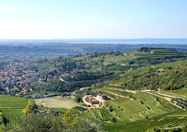 Missione svizzera per i vini della Valpolicella © Ansa