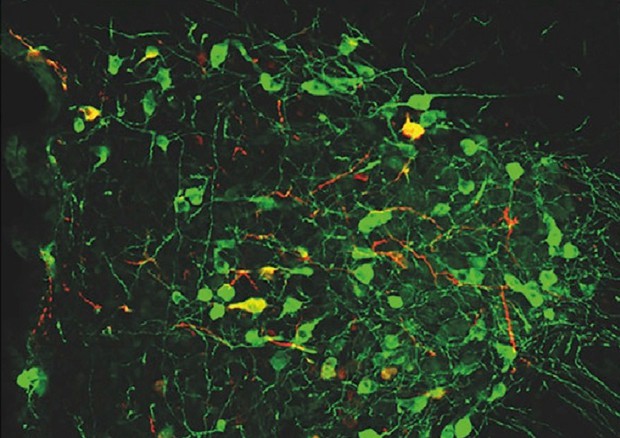 Cellule nervose coinvolte nell'espressione della paura (fonte: NICO, Università di Torino) © Ansa