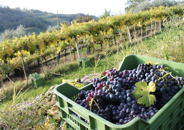 Vino: Nomisma, effetto covid su export in calo ma Italia tiene © ANSA 
