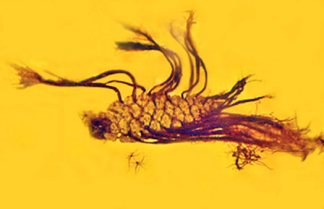 Prima testimonianza fossile della germinazione precoce. In questa pigna imprigionata nell'ambra 40 milioni di anni i semi hanno germoglianìto prima di lasciare il frutto (fonte: George Poinar Jr., OSU)