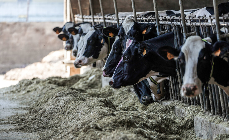 Ambiente: foraggio bovini con alghe per ridurre emissioni © ANSA
