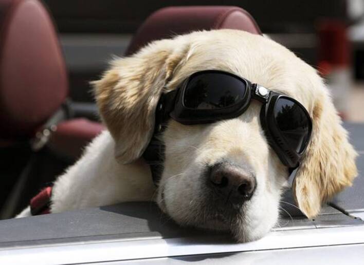 Un cane con occhiali © ANSA/EPA