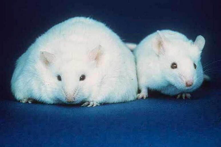 Una proteina riesce a combattere l 'obesità nei topi - RIPRODUZIONE RISERVATA