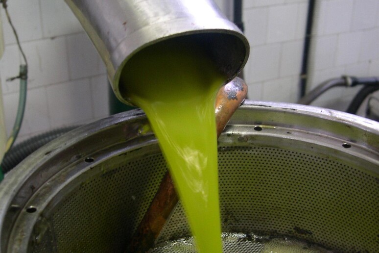 Olio extravergine di oliva - RIPRODUZIONE RISERVATA