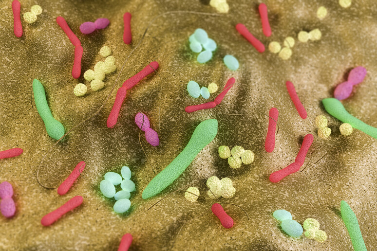 Cocktail di batteri intestinali contro le allergie ai cibi - RIPRODUZIONE RISERVATA