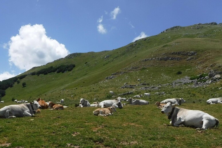 Mucche al pascolo in montagna - RIPRODUZIONE RISERVATA