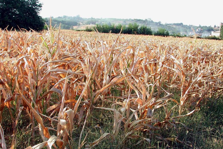 Siccità e caldo faranno calare produzione di mais in Europa - RIPRODUZIONE RISERVATA