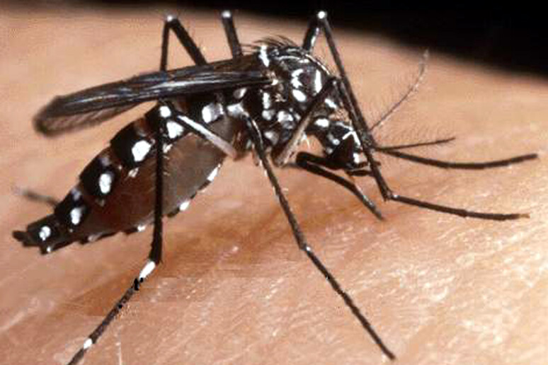 Coronavirus: zanzara non è vettore, ma evitare punture - RIPRODUZIONE RISERVATA